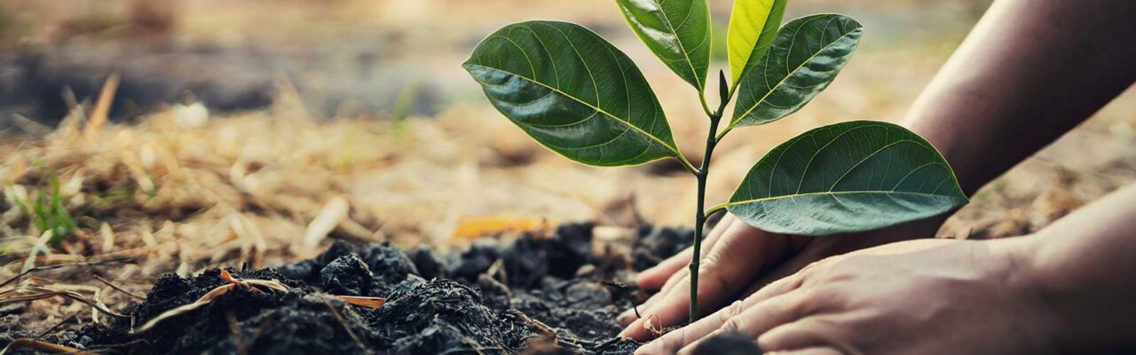 saplings_banner
